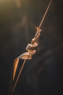 Best arrow wrap