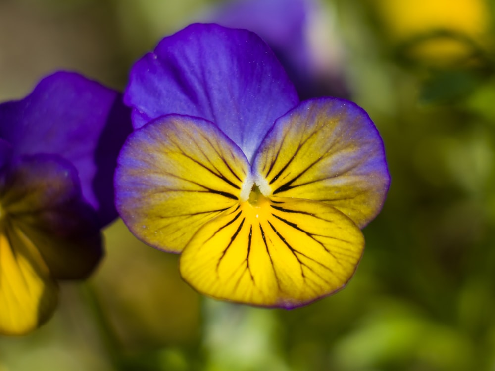 fleur violette et jaune en macro shot photo – Photo Plante Gratuite sur  Unsplash