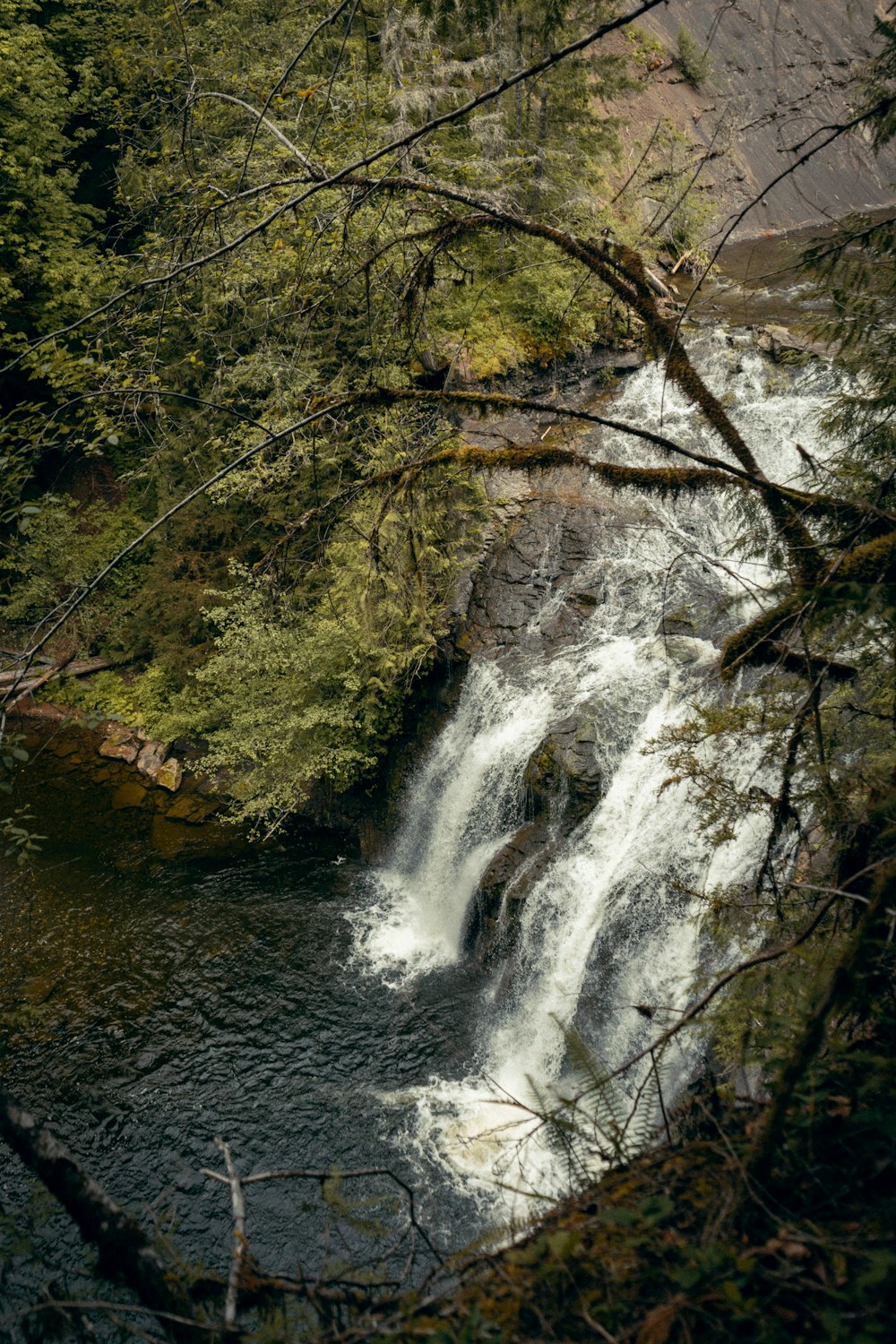 water falls in the middle of forest