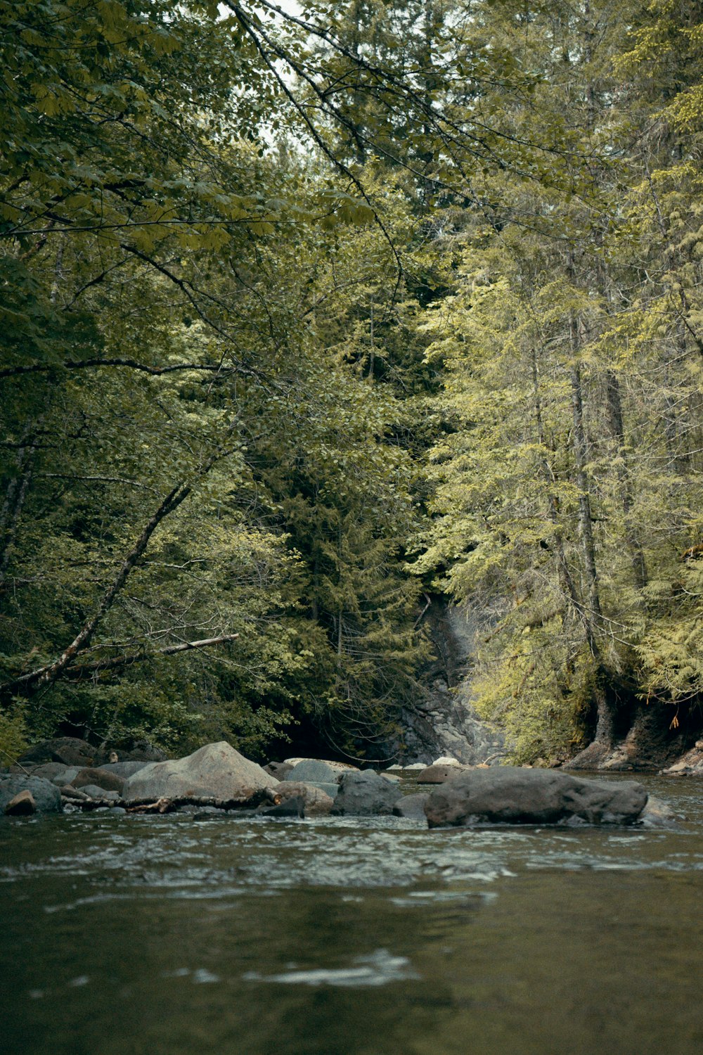 green trees near river during daytime