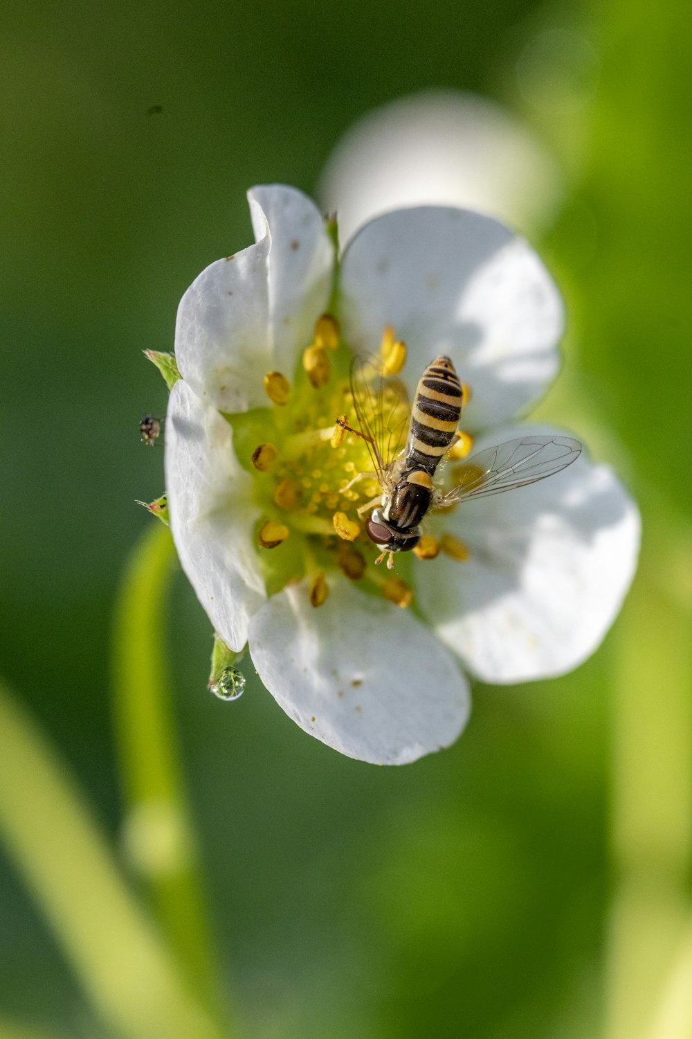 yellow and black bee on white flower