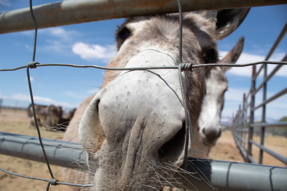 white horse in cage during daytime