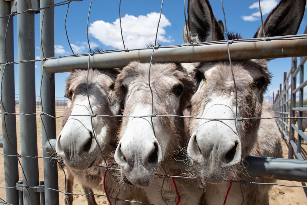 Braunes und weißes Pferd unter blauem Himmel tagsüber