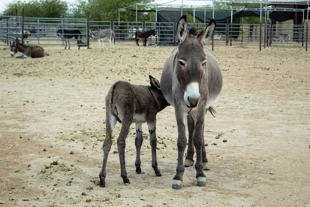 cheval brun et blanc sur le sable brun pendant la journée