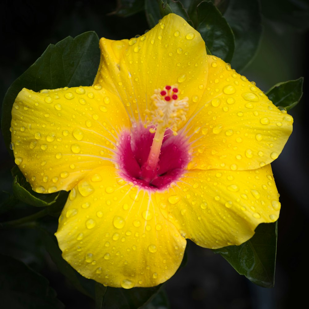 yellow hibiscus in bloom during daytime