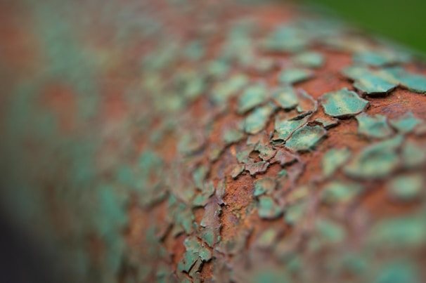 Close-up of a textured surface combining rust, moss, and cracked paint, revealing layers of urban memory.