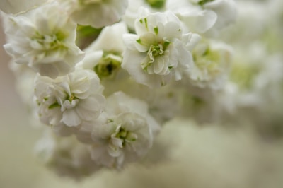 Close-up of delicate white flowers resting on a serene altar with gentle lilac hues.