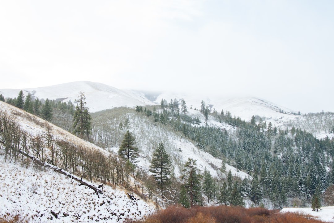 green pine trees on mountain during daytime