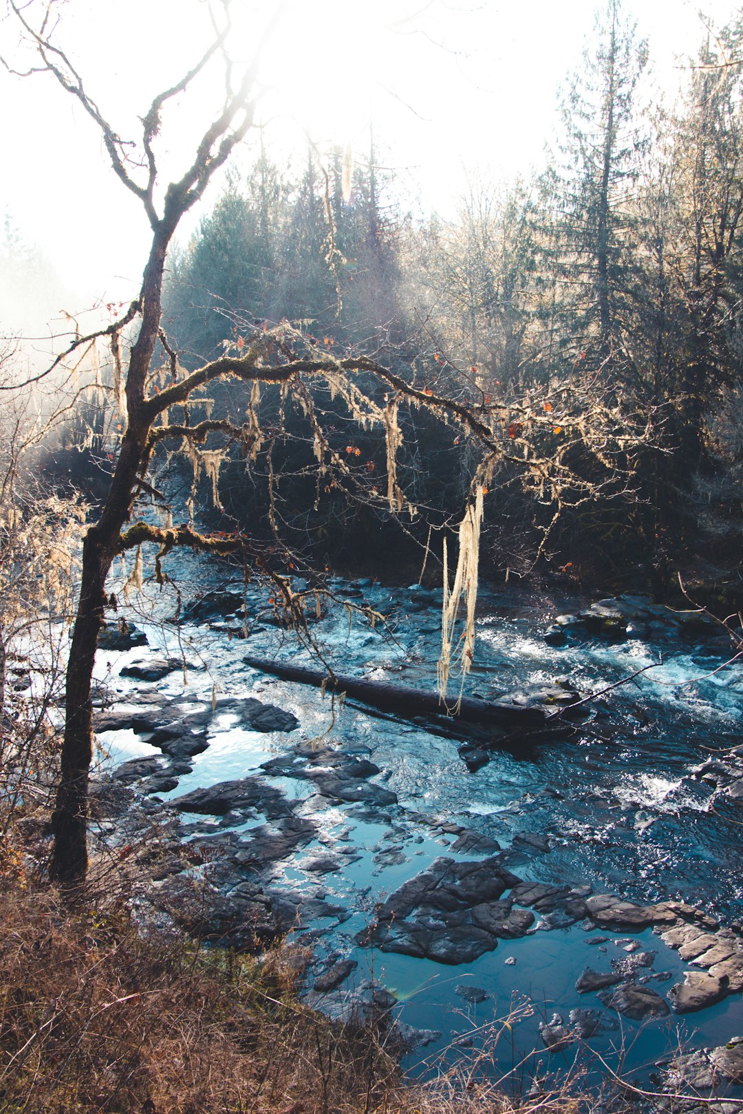 brown trees beside river during daytime