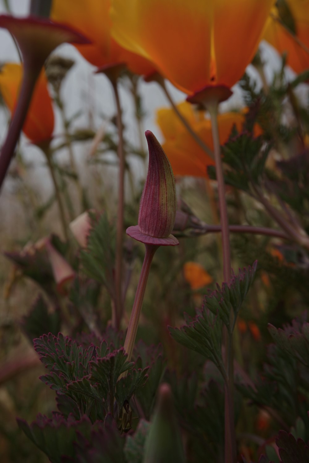 red and purple flower in tilt shift lens