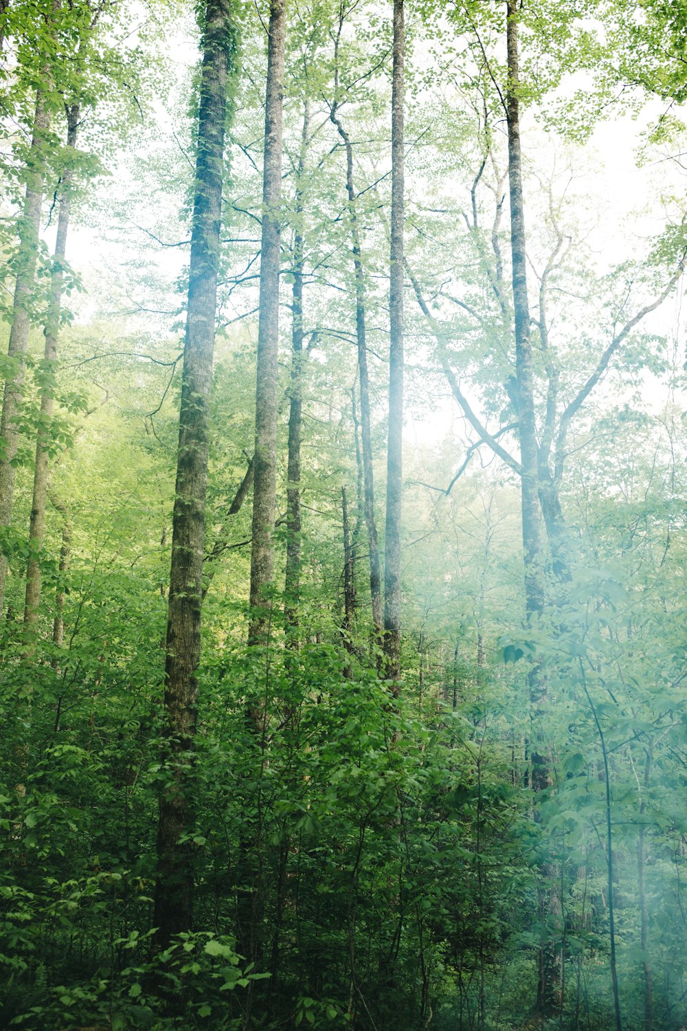 green trees and brown soil