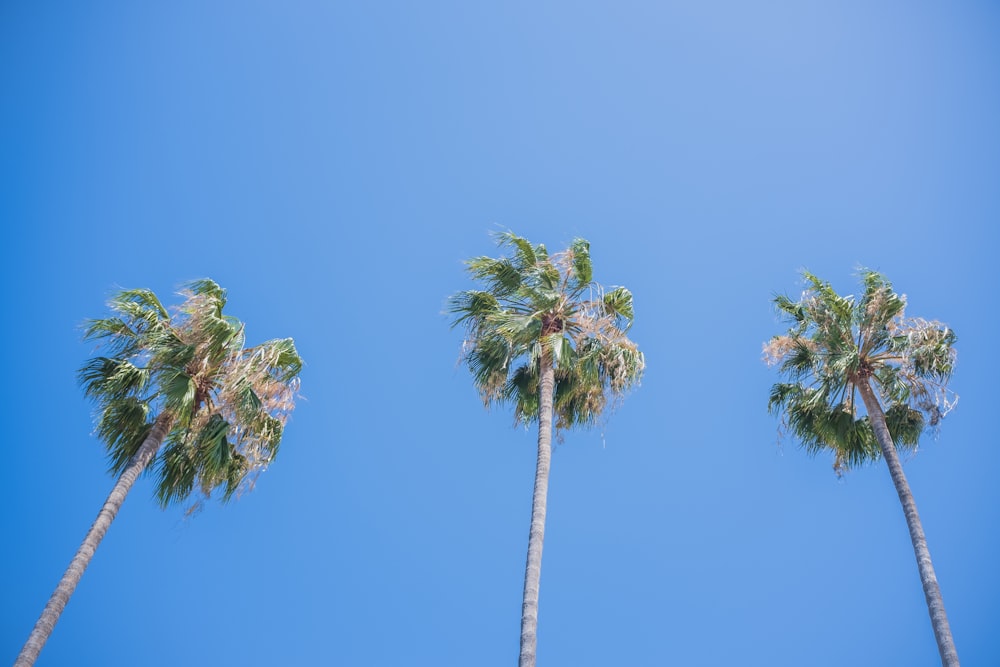 green palm tree under blue sky during daytime