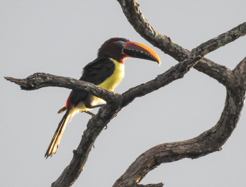 black yellow and red bird on brown tree branch