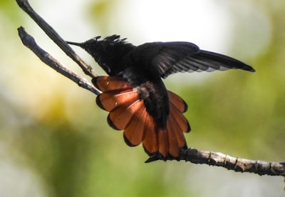 black and orange bird on brown tree branch during daytime