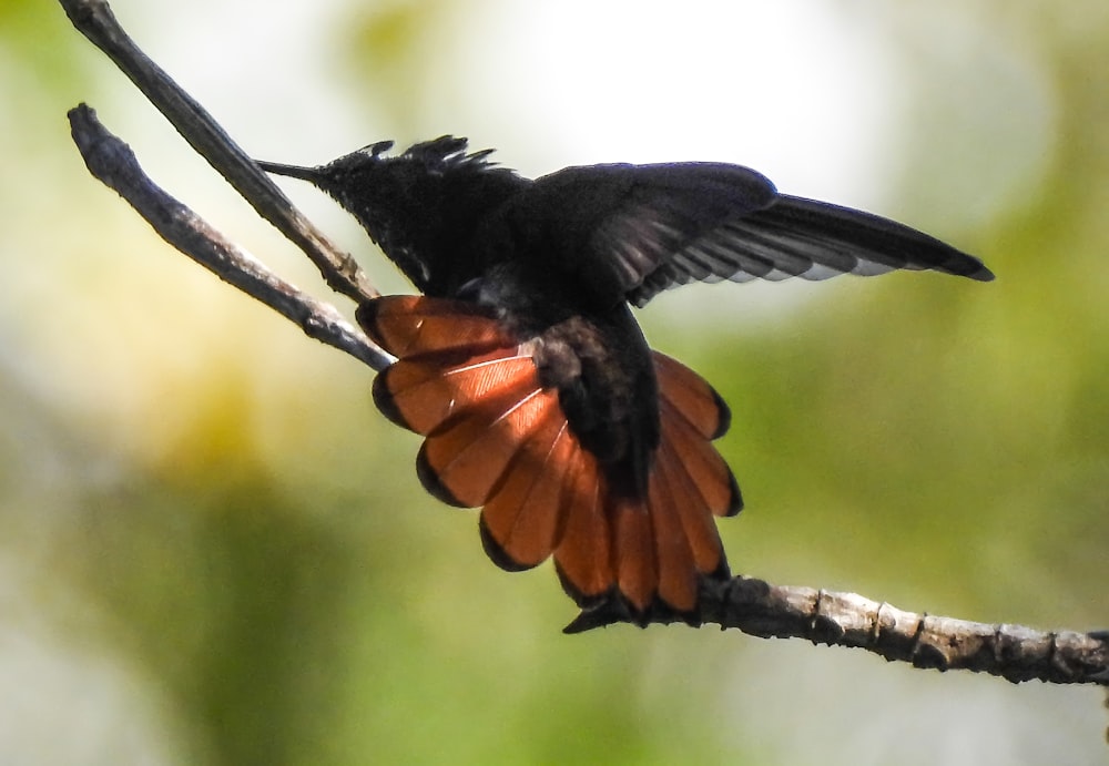 pássaro preto e laranja no galho marrom da árvore durante o dia