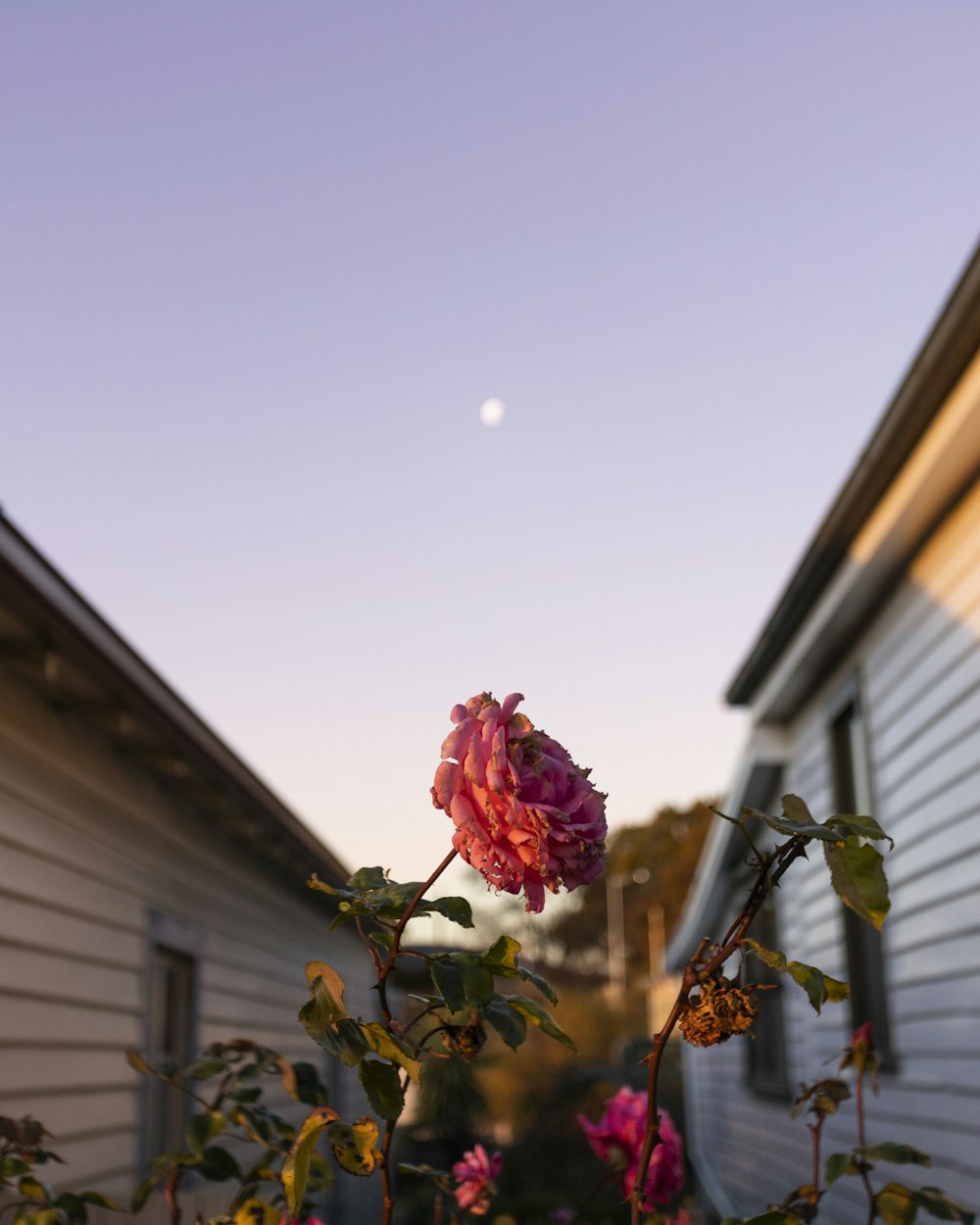 pink rose in bloom during daytime