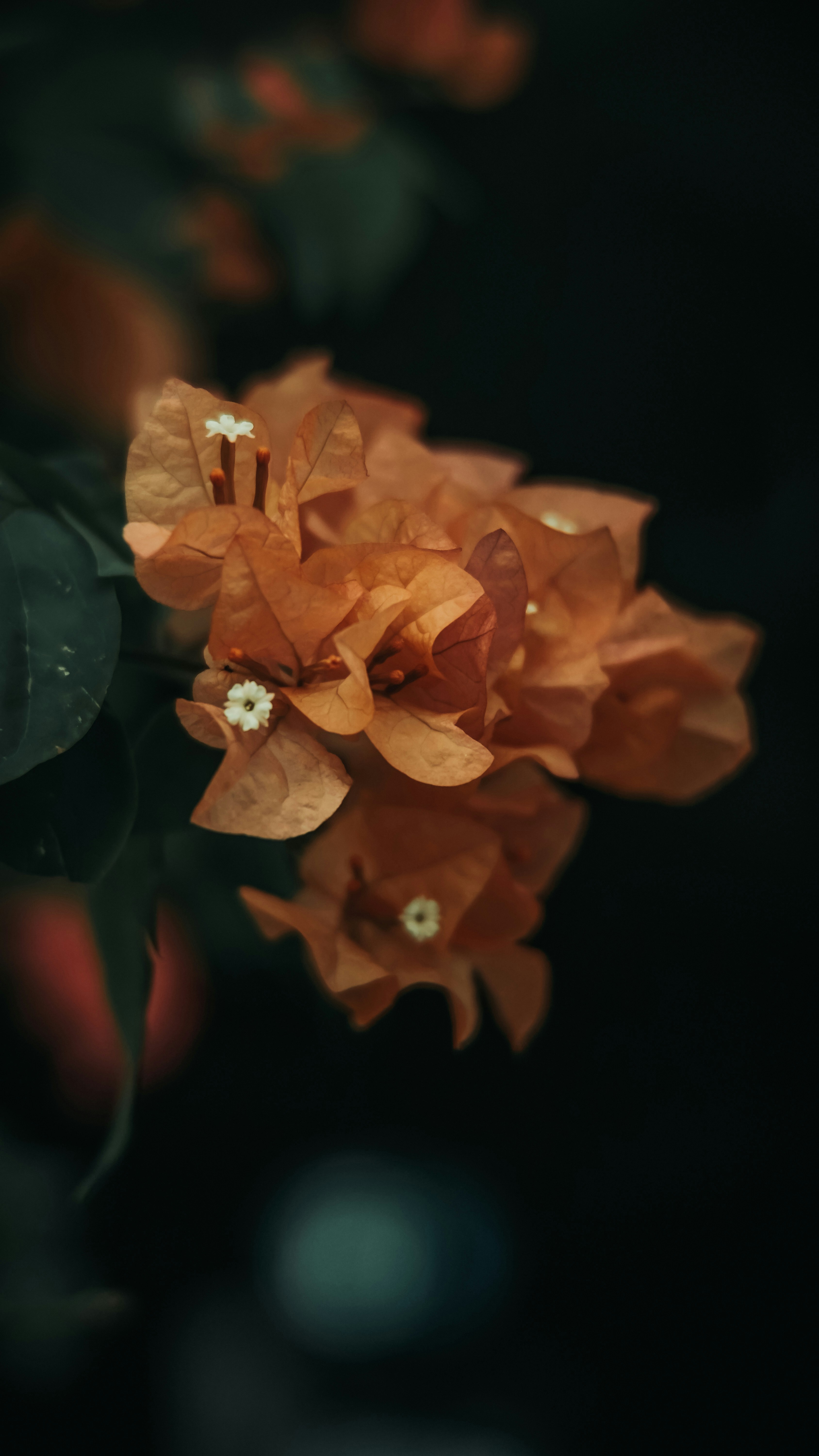 Photo by suryaputra15