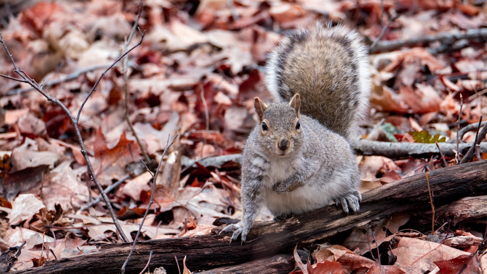 Écureuil gris sur bûche de bois brun entourée de feuilles séchées