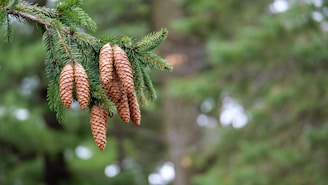 brown pine cone on green tree during daytime