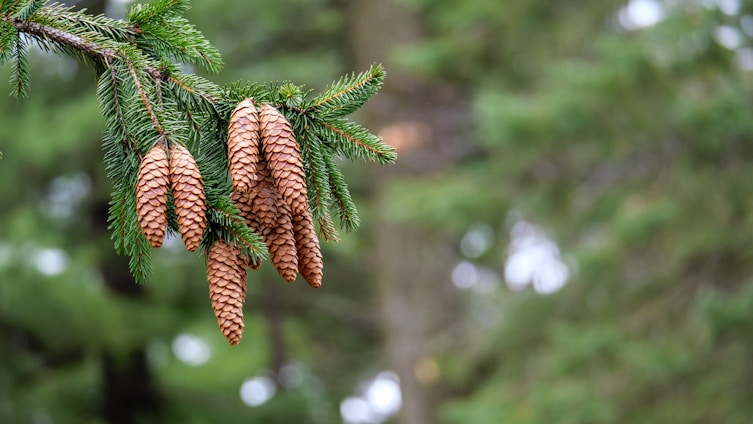 brown pine cone on green tree during daytime