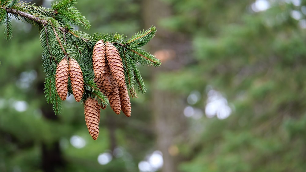 Pomme de pin brune sur un arbre vert pendant la journée