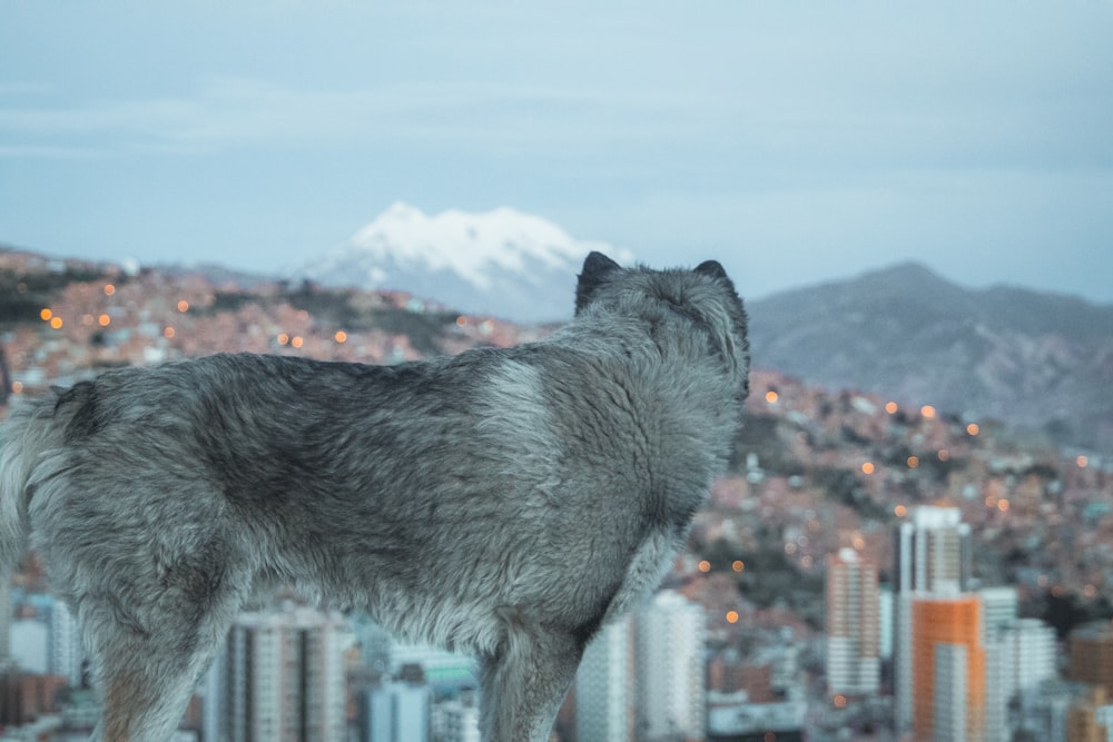 black wolf on snow covered ground during daytime