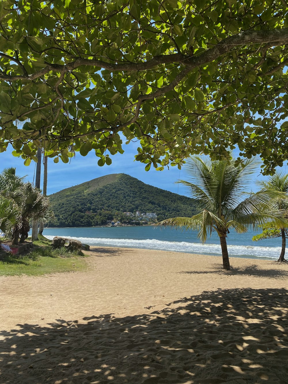 green tree on brown sand near body of water during daytime