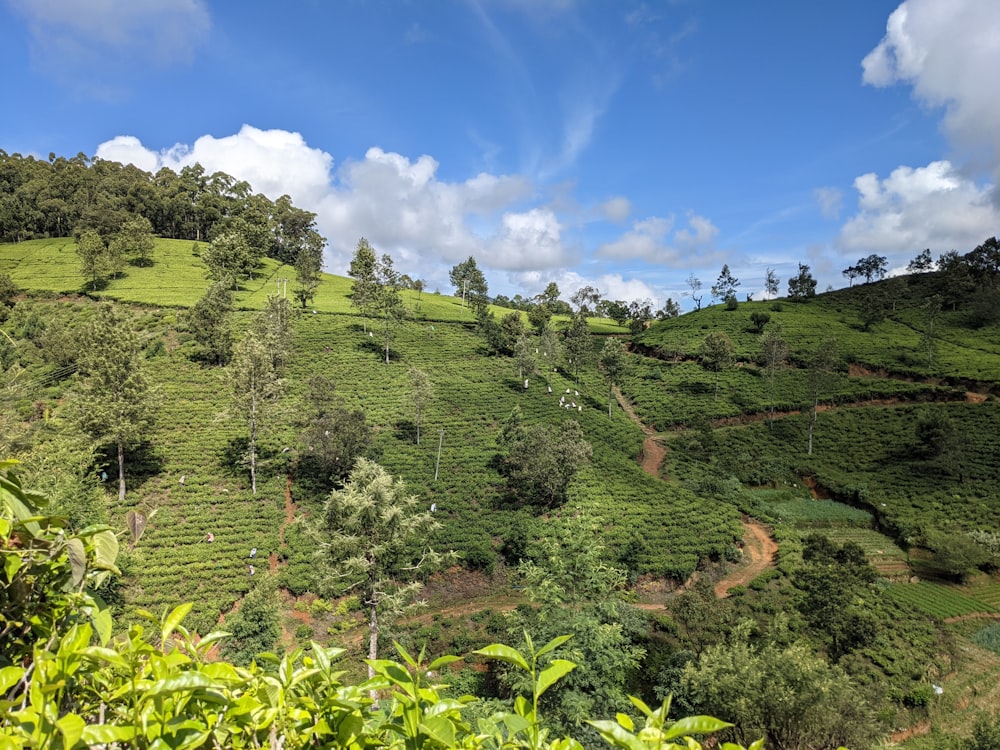 green trees under blue sky during daytime