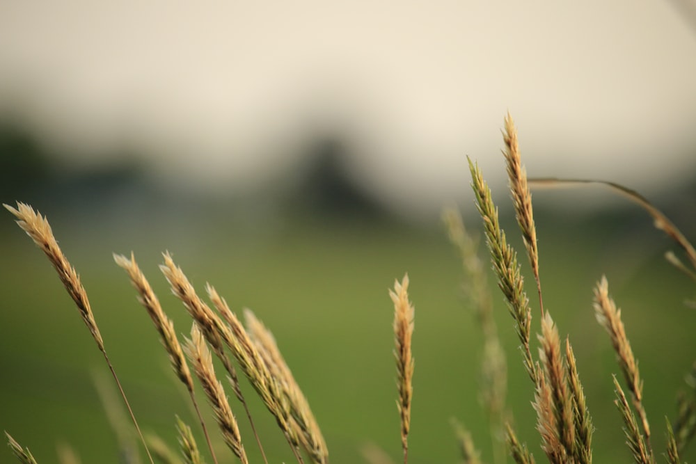 brown wheat in close up photography