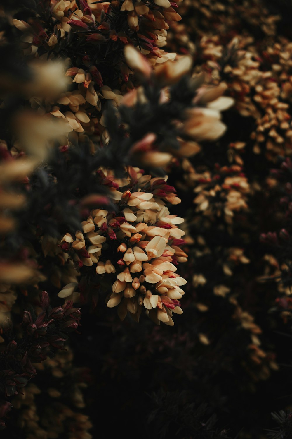 white and brown flowers in tilt shift lens