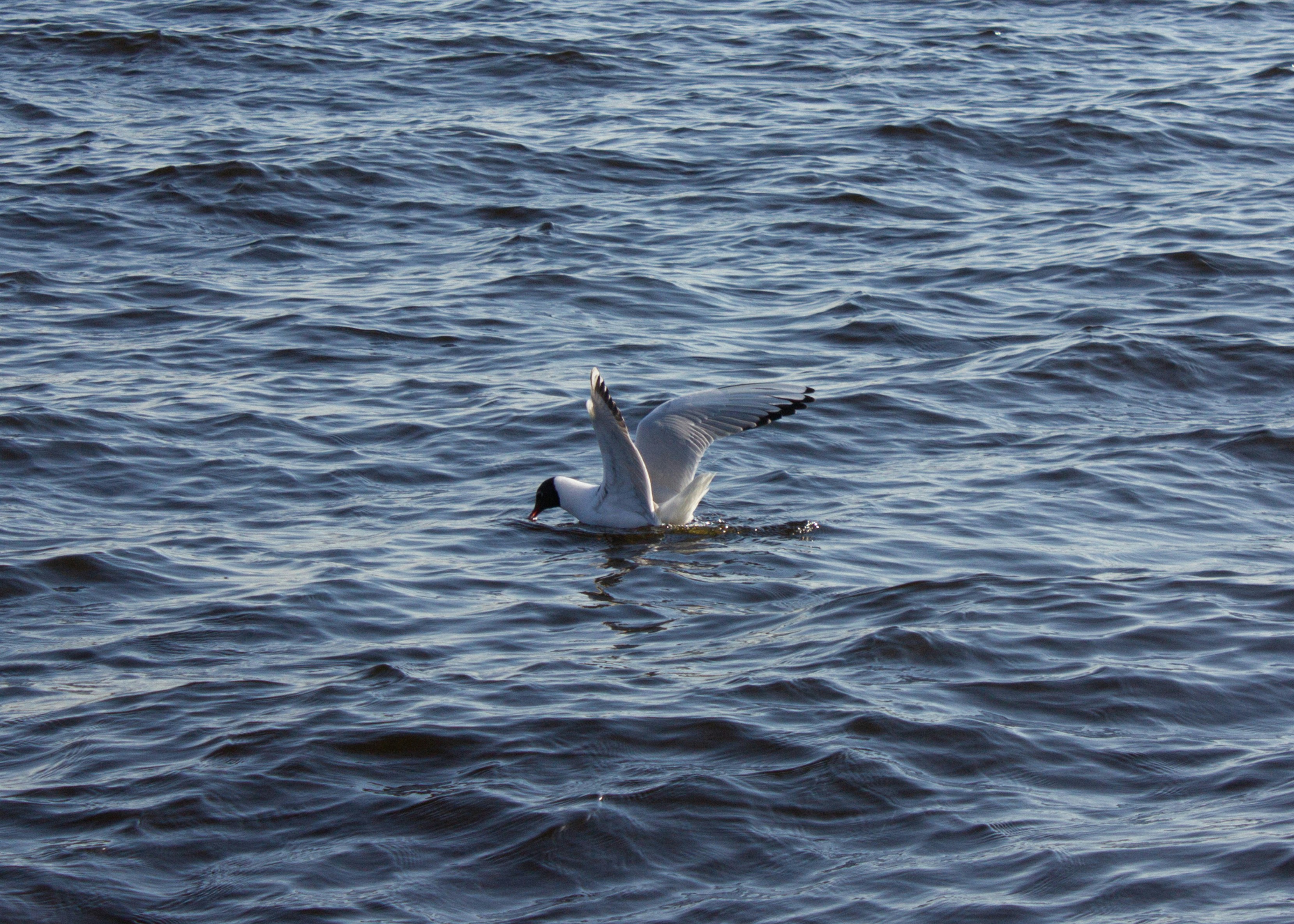 Photo by sam_badmaeva