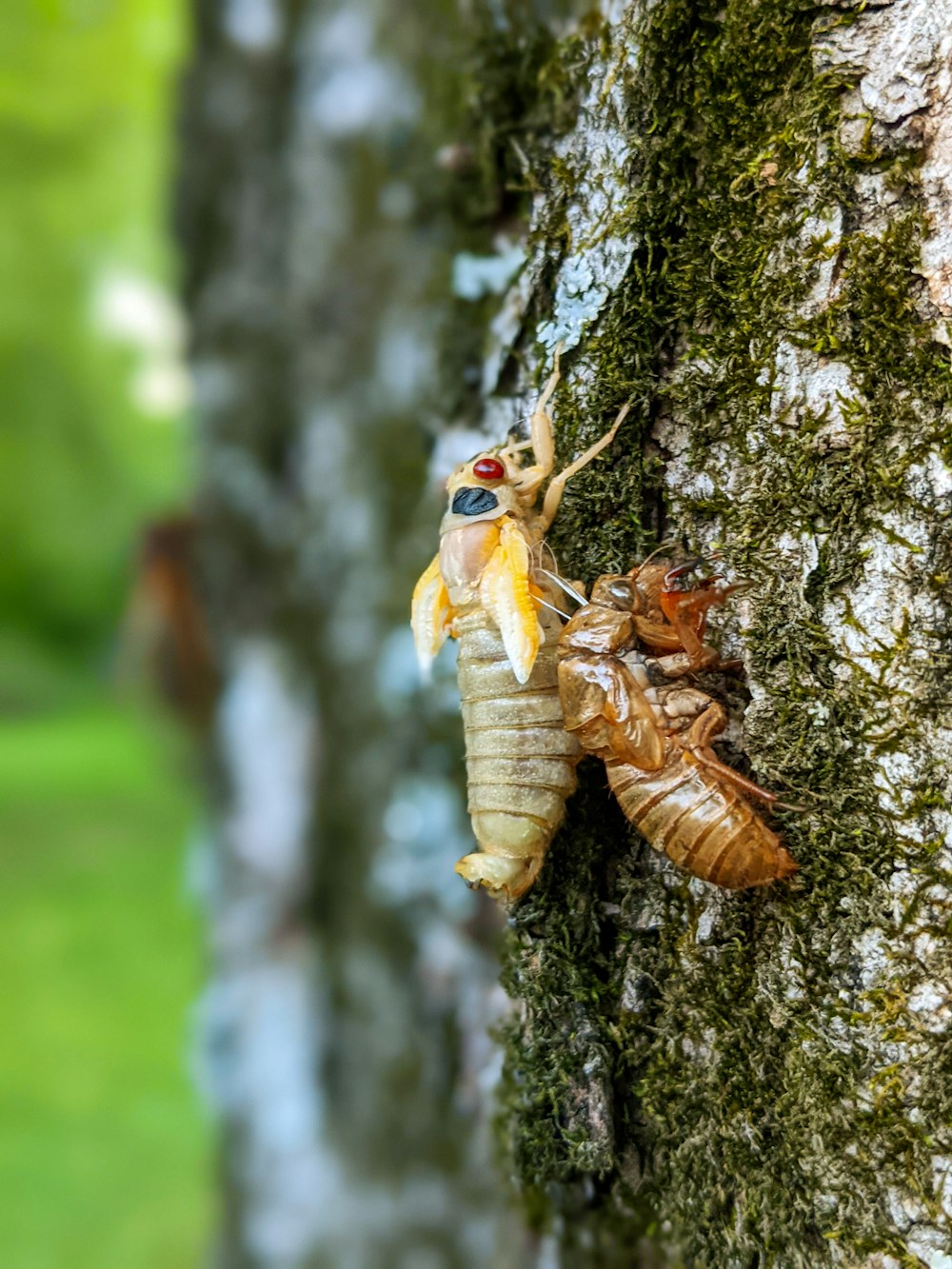 brown and white insect on brown tree trunk