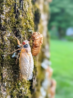 brown and gray moth on brown tree trunk during daytime