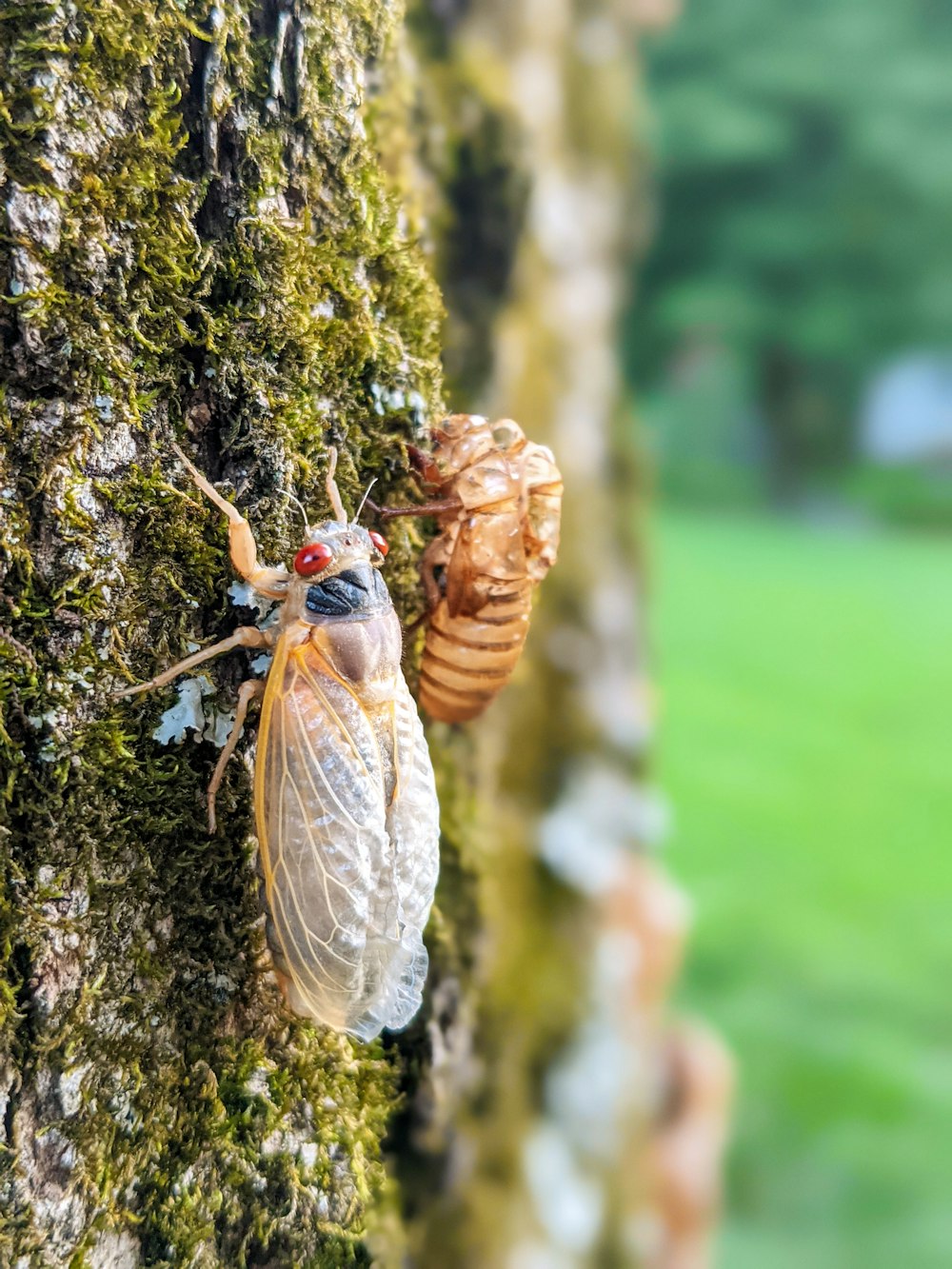 brown and gray moth on brown tree trunk during daytime