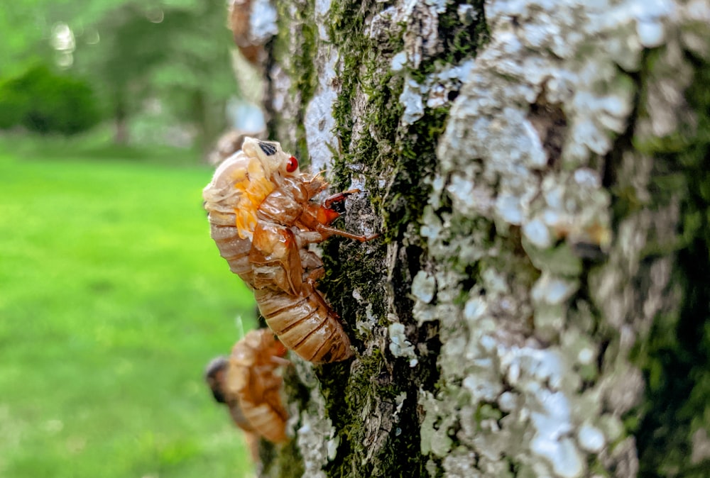 brown ant on brown tree trunk during daytime