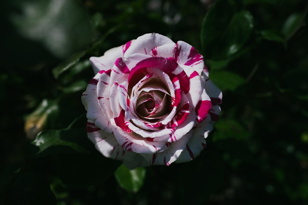 pink rose in bloom during daytime