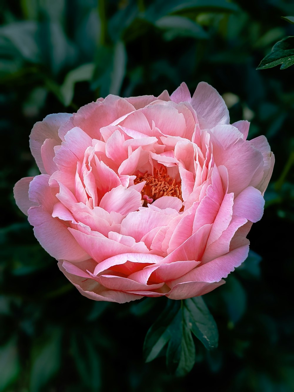 pink flower in tilt shift lens