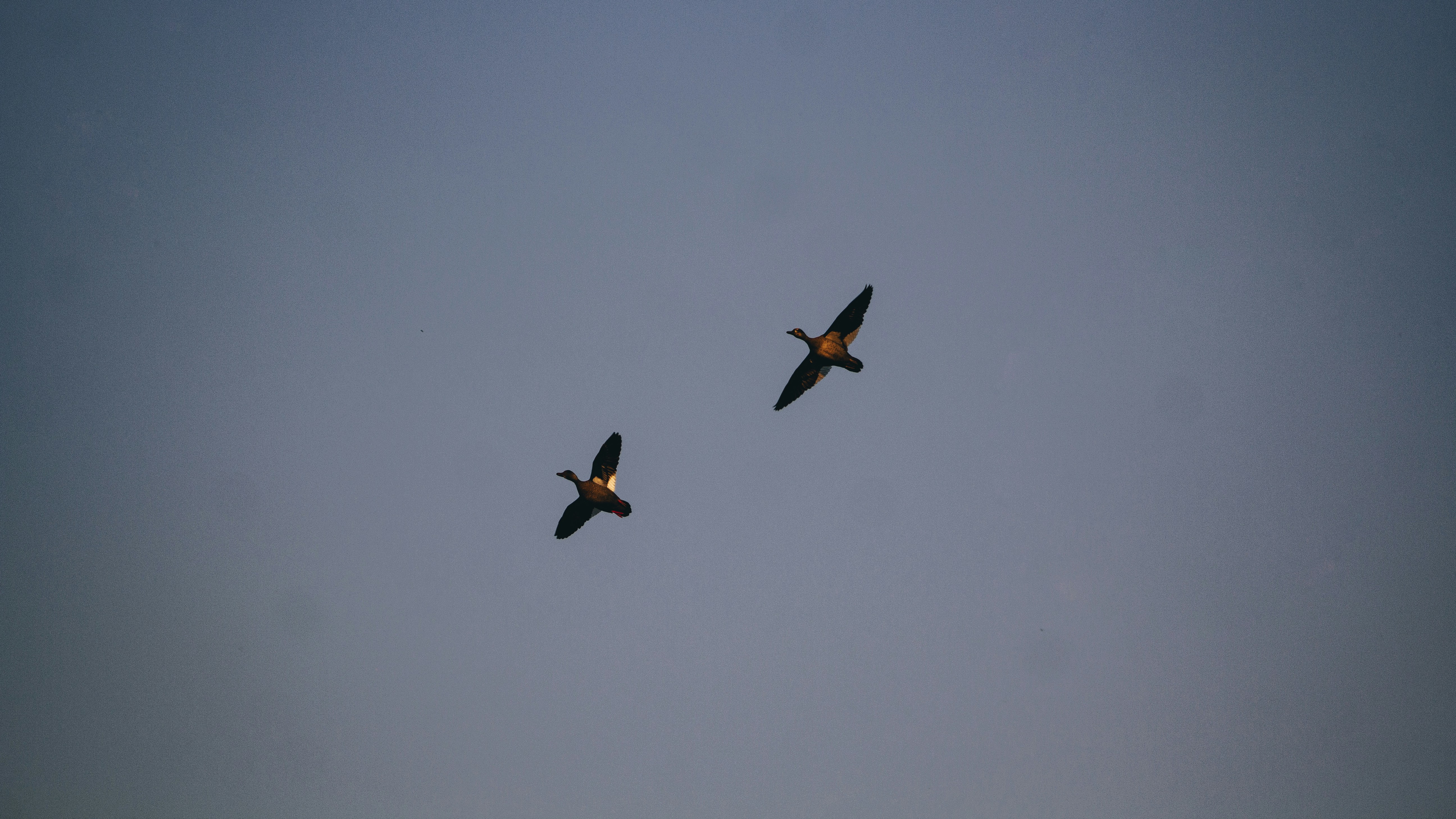 black bird flying under blue sky during daytime