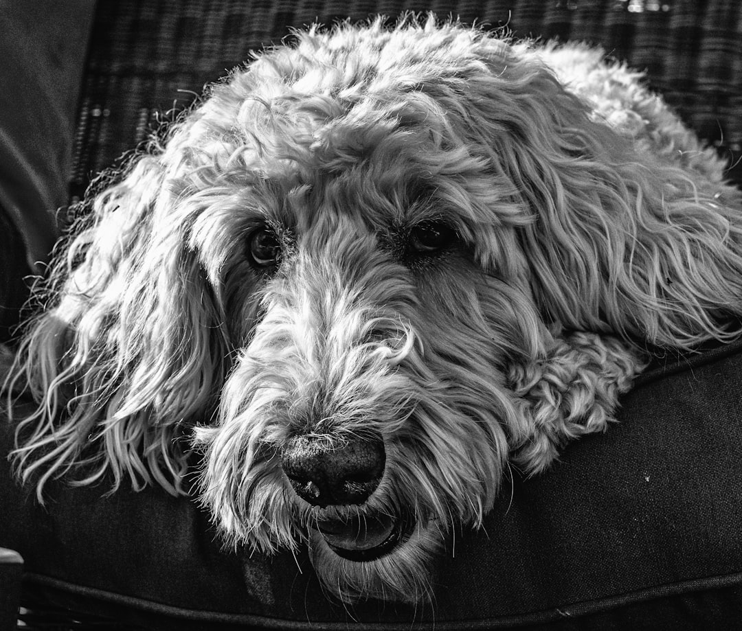 grayscale photo of curly haired dog
