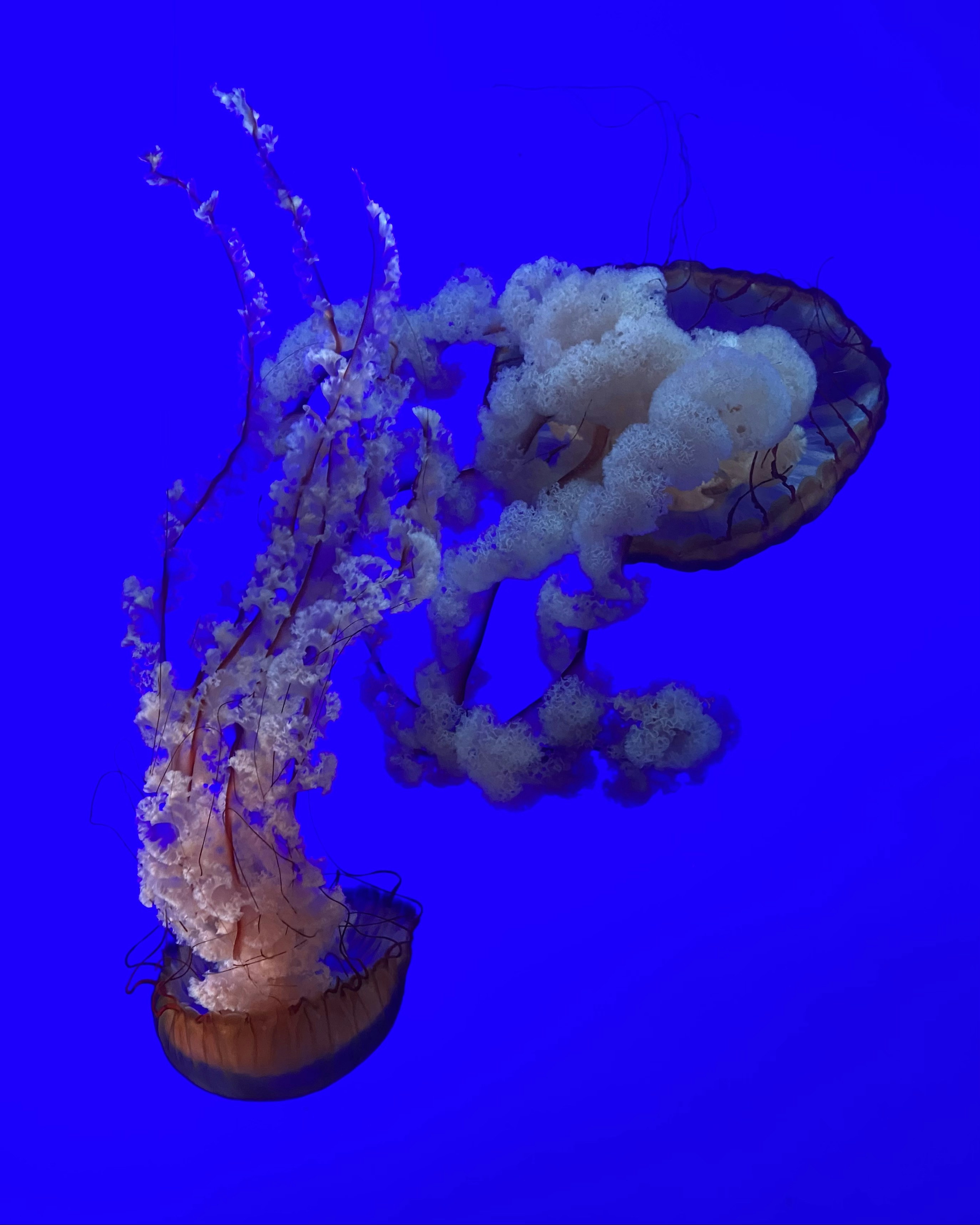 Photo by sarveshbheekhun