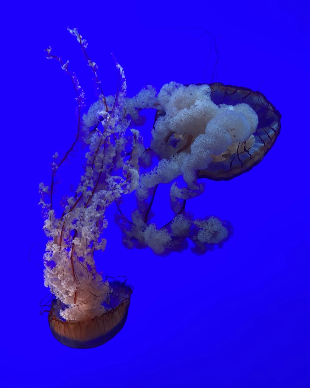 méduses blanches et bleues dans l’eau bleue