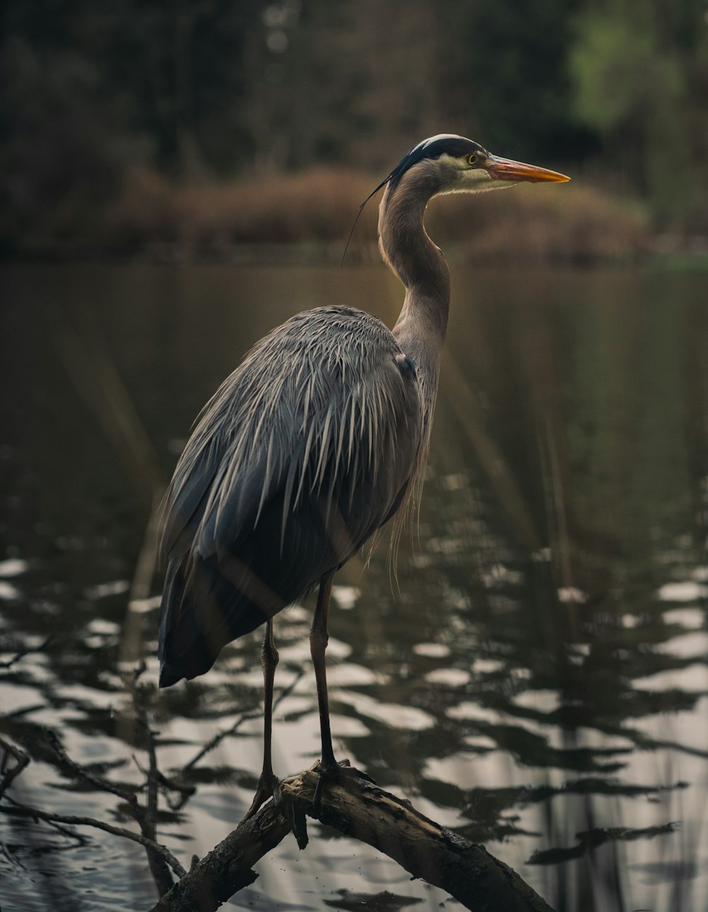 grey heron on water during daytime