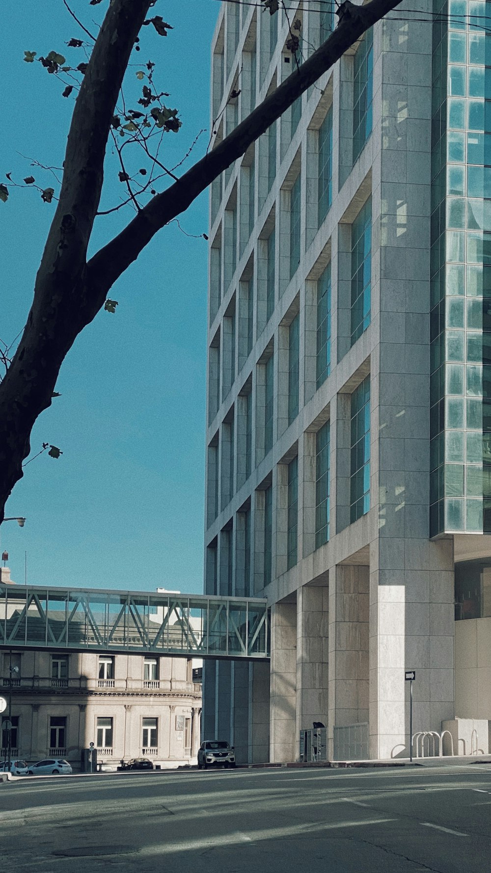 brown bare tree near white concrete building during daytime