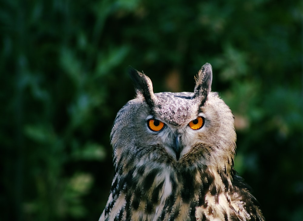 hibou noir et blanc en gros plan