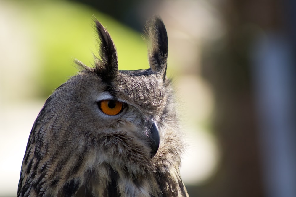 brown and black owl in close up photography