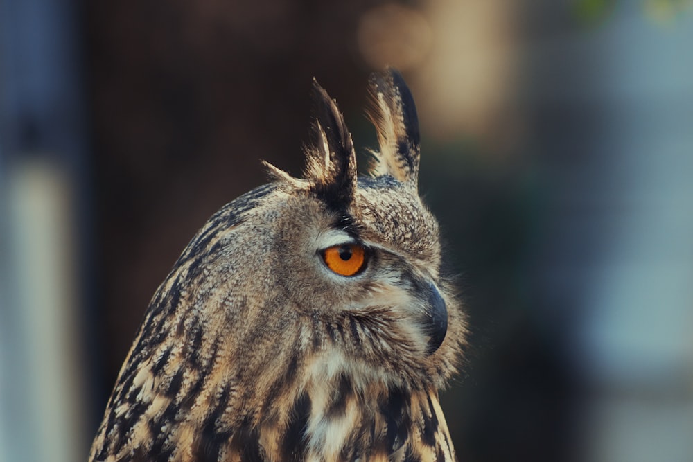 brown and black owl in close up photography