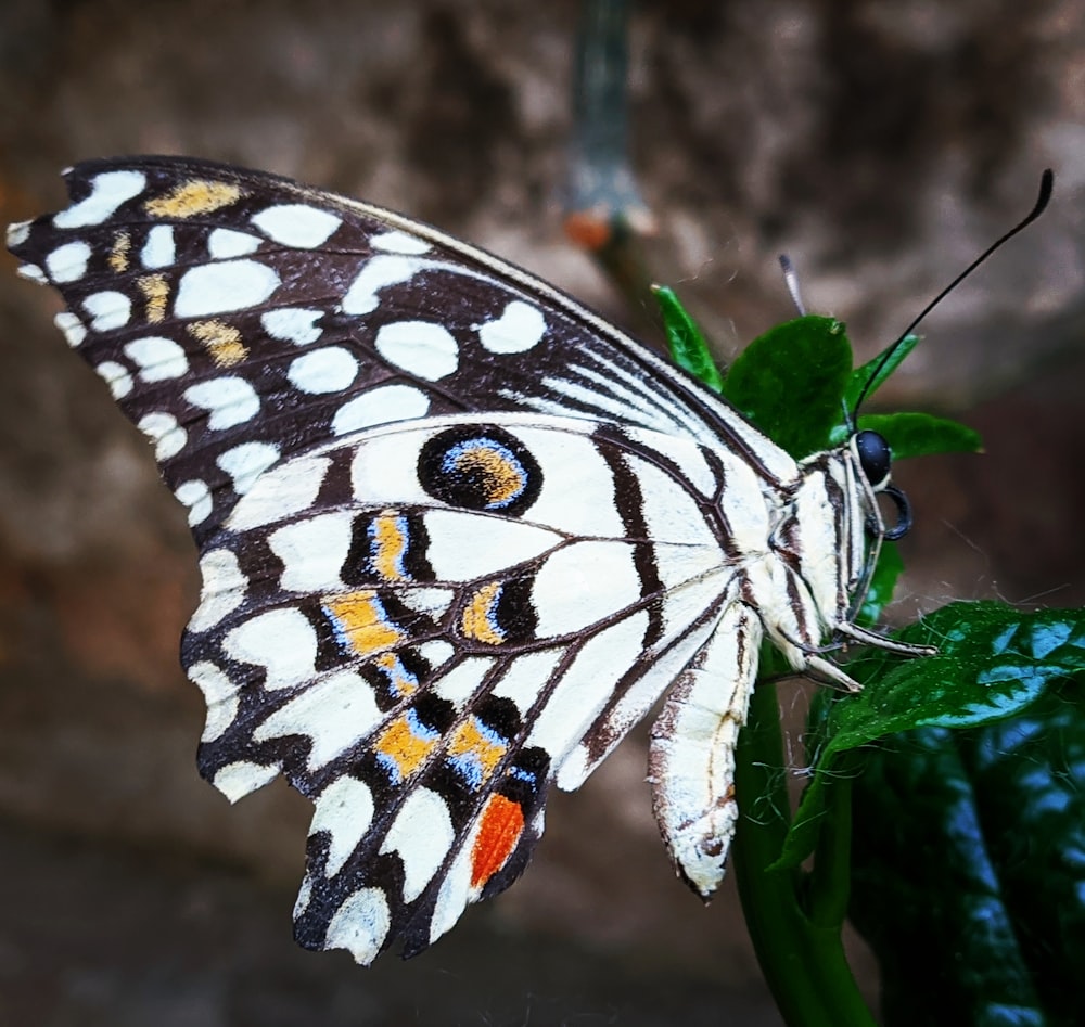 black and white butterfly perched on green plant