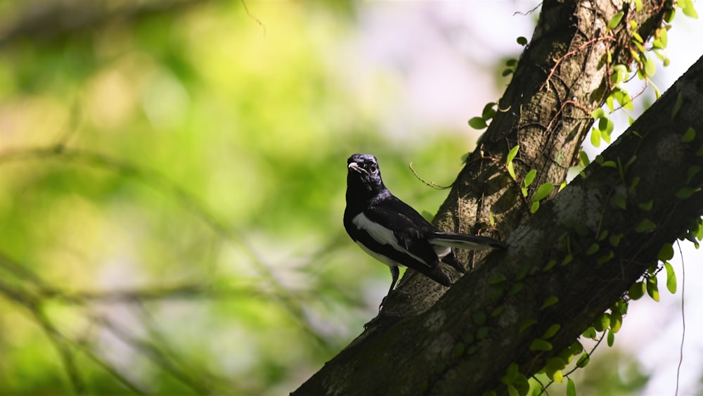 black and white bird on tree branch