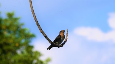 brown and black bird on tree branch during daytime