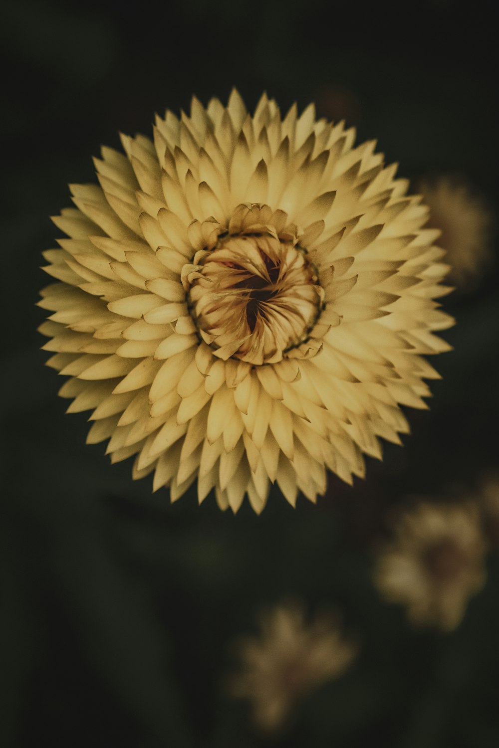 white flower in black background